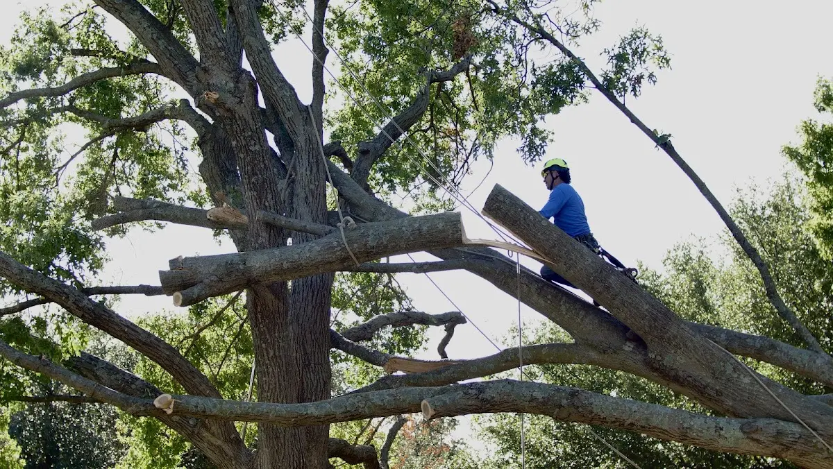 Professional Crown Thinning performed by certified arborists in New Martinsville