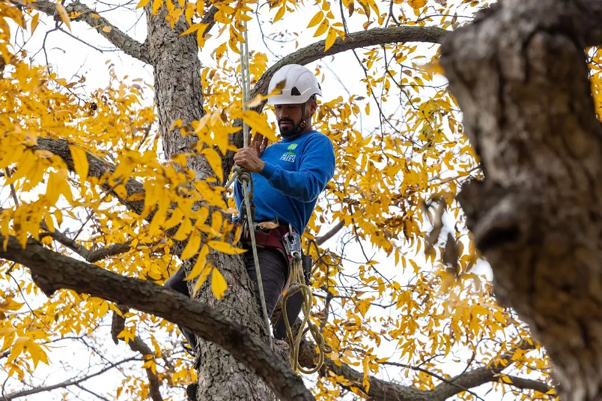 Skilled Storm Damage Cleanup crew working in New Martinsville