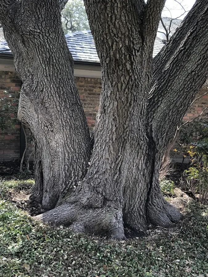 Mature heritage tree close to a New Martinsville property cared for by certified arborists